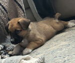Small #2 Black Mouth Cur-German Shepherd Dog Mix