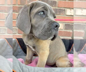 Mutt Dogs for adoption in Goodyear, AZ, USA