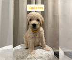 Puppy Eminem Goldendoodle