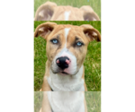 Small #16 Labrador Retriever Mix