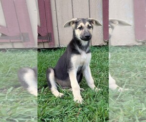 German Shepherd Dog Puppy for sale in WOODBURN, KY, USA