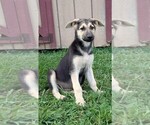 Small German Shepherd Dog