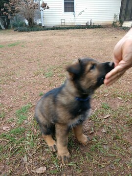 Medium Photo #16 German Shepherd Dog Puppy For Sale in MC DONOUGH, GA, USA