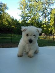 West Highland White Terrier Puppy for sale in EDGEFIELD, SC, USA
