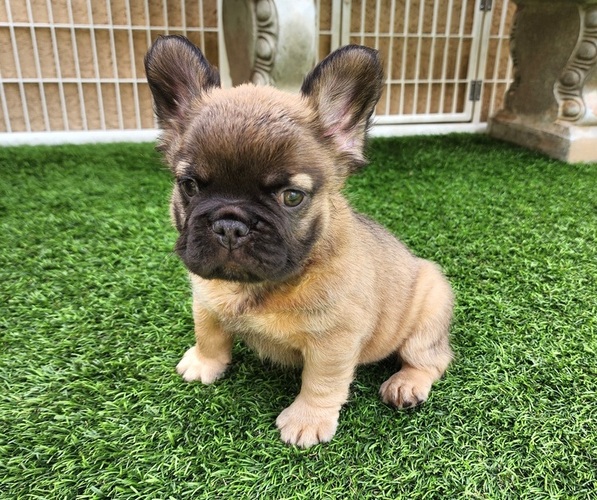Medium Photo #19 French Bulldog Puppy For Sale in LAS VEGAS, NV, USA