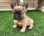 Small #18 French Bulldog