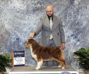 Mother of the Miniature American Shepherd puppies born on 05/12/2025