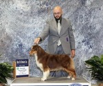 Small Photo #1 Miniature American Shepherd Puppy For Sale in NOLENSVILLE, TN, USA
