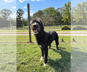 Rose Doodle Jul 26 - Female Poodle (Standard)-Unknown Mix Dog for Adoption - Photo #3