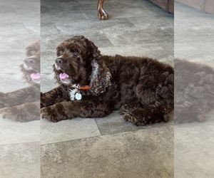 Father of the Cockalier puppies born on 05/09/2025
