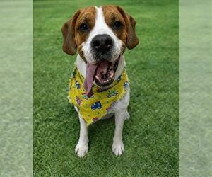 Mutt Dogs for adoption in Chula Vista, CA, USA