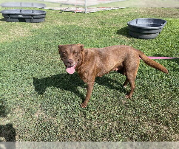 Medium Photo #3 Australian Kelpie-Unknown Mix Puppy For Sale in Corpus Christi, TX, USA