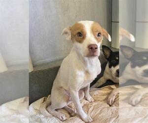 Mutt Dogs for adoption in San Antonio, TX, USA