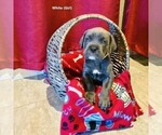 Small Photo #6 Cane Corso Puppy For Sale in SAN TAN VALLEY, AZ, USA