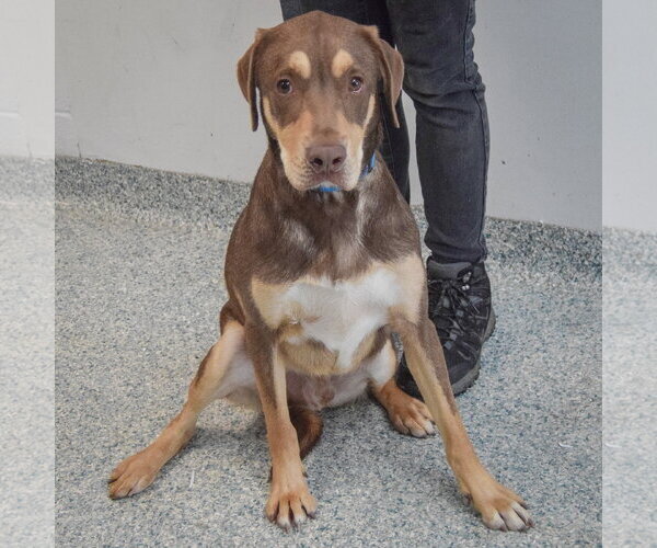 Medium Photo #4 Boxer-Chocolate Labrador retriever Mix Puppy For Sale in Huntley, IL, USA