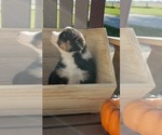 Small Photo #10 Australian Shepherd Puppy For Sale in RUSSELL, IA, USA