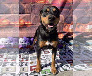 Rotterman Dogs for adoption in Lake Elsinore, CA, USA