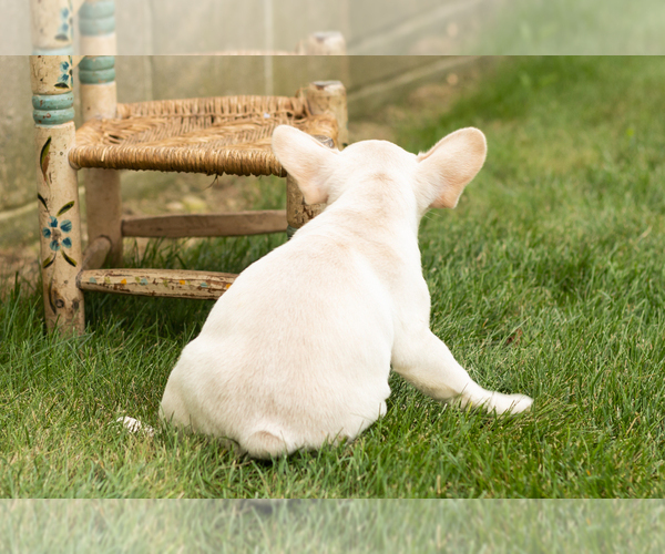 Medium Photo #6 French Bulldog Puppy For Sale in NAPPANEE, IN, USA