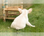 Small #5 French Bulldog