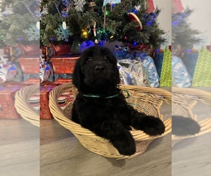 Double Doodle Puppy for sale in CHOCOWINITY, NC, USA