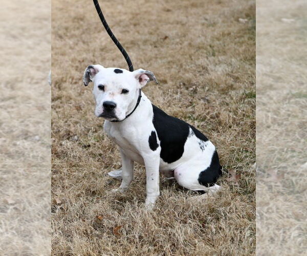 Medium Photo #3 Mutt Puppy For Sale in Glen Allen, VA, USA