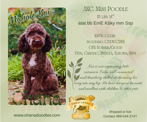 Father of the Goldendoodle (Miniature) puppies born on 11/16/2025