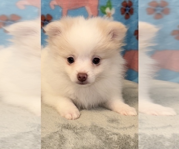 Medium Photo #1 Pomeranian Puppy For Sale in MARTINSVILLE, IN, USA
