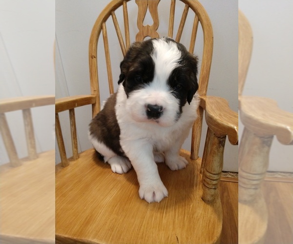 Medium Photo #1 Saint Bernard Puppy For Sale in PEQUOT LAKES, MN, USA