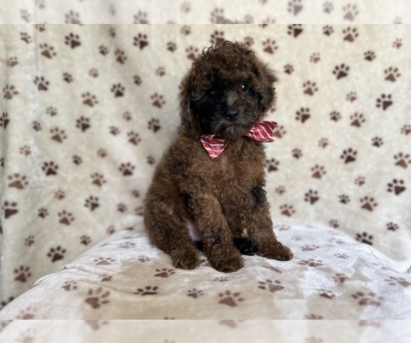 Medium Photo #7 ShihPoo Puppy For Sale in LAKELAND, FL, USA