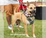 Small #5 American Pit Bull Terrier Mix