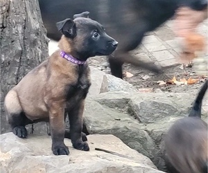 Belgian Malinois Puppy for sale in DIXON, CA, USA
