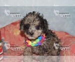 Small #2 Poodle (Toy)