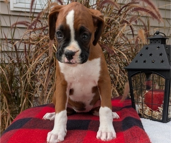 Medium Photo #71 Boxer Puppy For Sale in GOSHEN, IN, USA