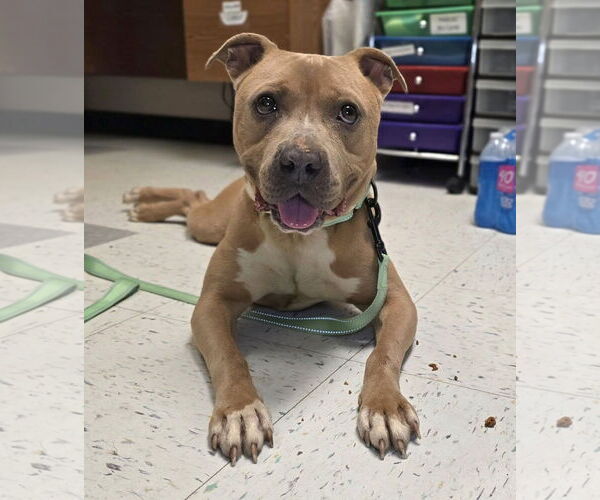 Medium Photo #2 American Pit Bull Terrier-Unknown Mix Puppy For Sale in Millersville, MD, USA