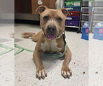 Small #1 American Pit Bull Terrier Mix