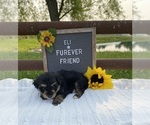 Small #2 Aussiedoodle Miniature 