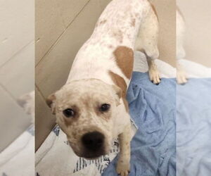 American Pit Bull Terrier Dogs for adoption in Decatur, IL, USA