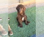 Small #4 Poodle (Standard)
