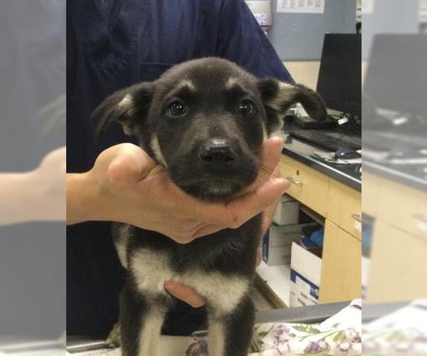 Medium Photo #1 Gerberian Shepsky Puppy For Sale in Riverside, CA, USA