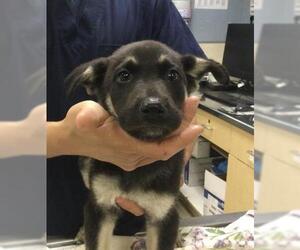 Gerberian Shepsky Dogs for adoption in Riverside, CA, USA