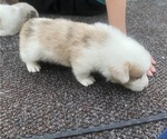 Small Photo #5 Pembroke Welsh Corgi Puppy For Sale in INDEPENDENCE, MO, USA