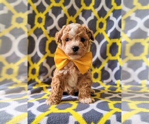 Poochon Puppy for sale in CHRISTIANA, PA, USA