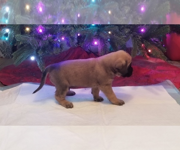 Medium Photo #4 Mastiff Puppy For Sale in FULTON, NY, USA