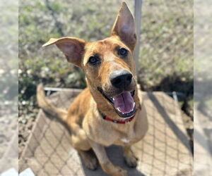Labrador Retriever Dogs for adoption in McKinleyville, CA, USA
