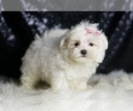 Small #3 Maltese