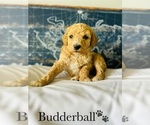 Small Photo #17 Poodle (Standard) Puppy For Sale in MURFREESBORO, TN, USA