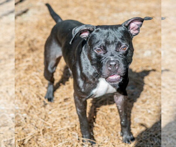 Medium Photo #5 Boxer-Unknown Mix Puppy For Sale in Hilton Head, SC, USA