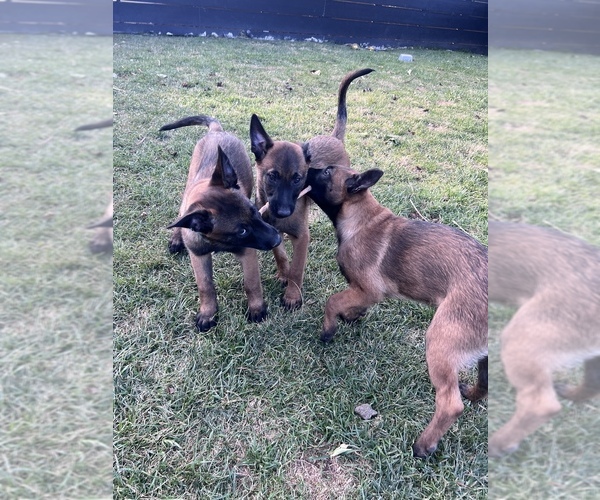 Medium Photo #8 Belgian Malinois Puppy For Sale in WEST HILLS, CA, USA