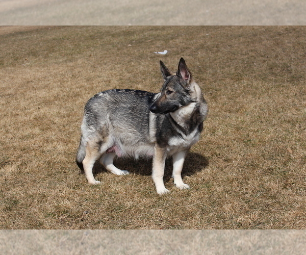 Medium Photo #1 German Shepherd Dog Puppy For Sale in PINE MOUNTAIN CLUB, CA, USA