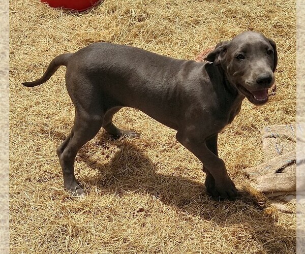 Medium Photo #1 Great Dane Puppy For Sale in RIDGELAND, SC, USA